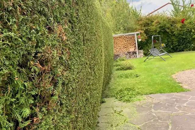 Dieselbe Hecke frisch geschnitten