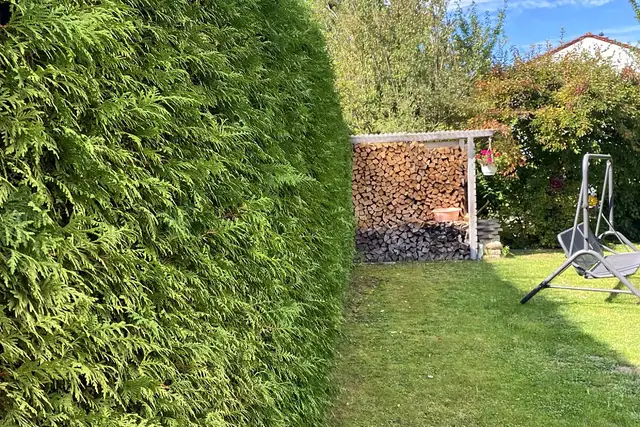 Hecke im Garten vor dem Schnitt