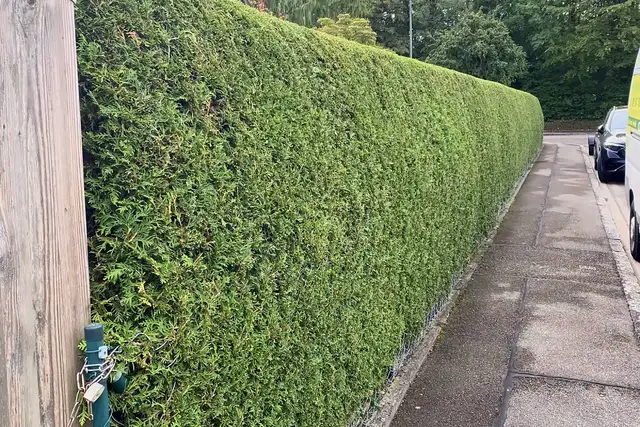 Dieselbe Hecke frisch geschnitten
