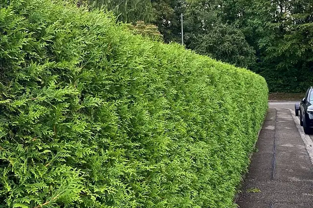Hecke am Gehweg vor dem Schnitt